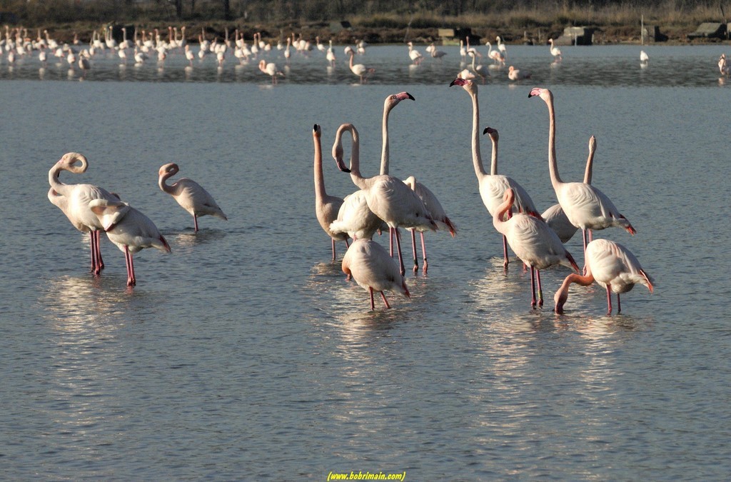 Conciliabule (flamants roses)