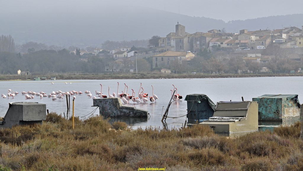 C'est à quel sujet? (flamants roses)