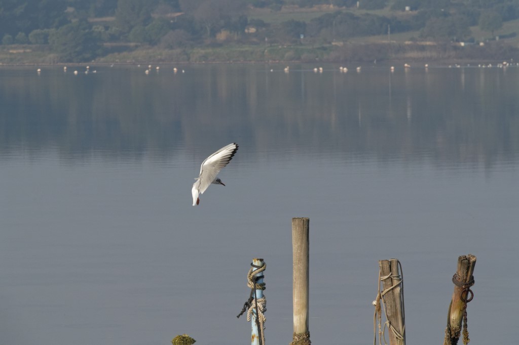 Repos en vu pour la mouette