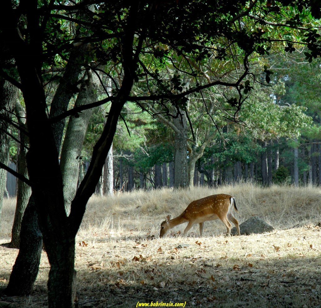 Biche au Prieuré Grandmont