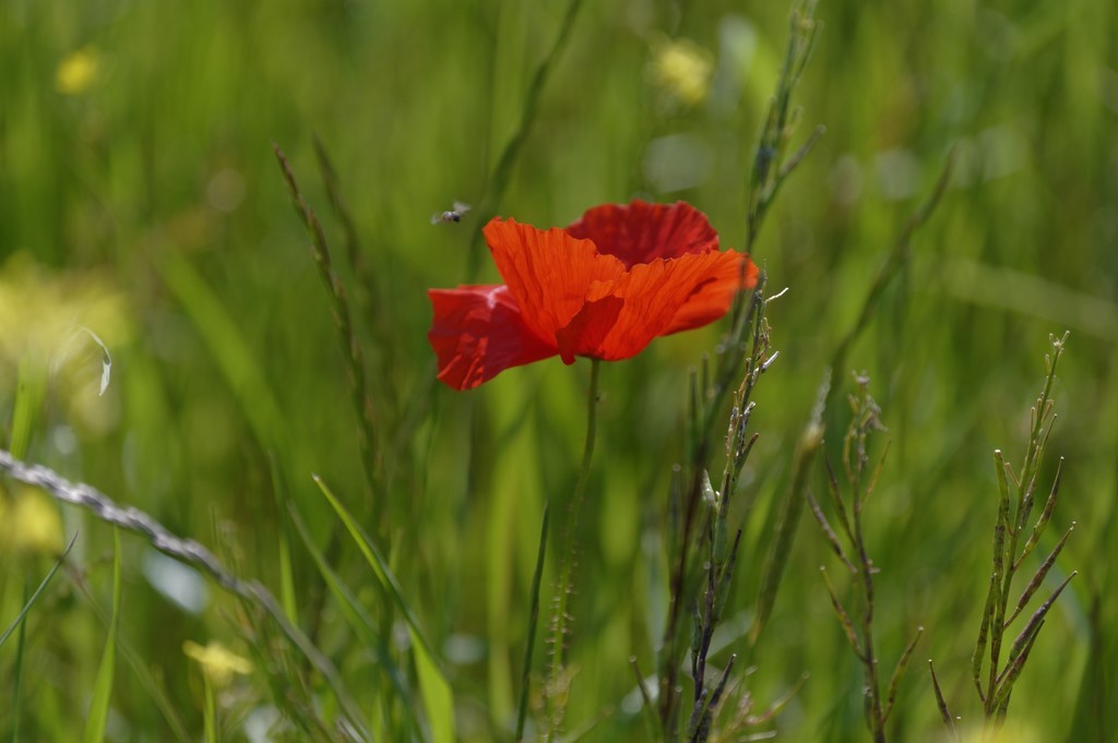 le coquelicot