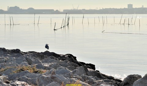 Mouette au repos 