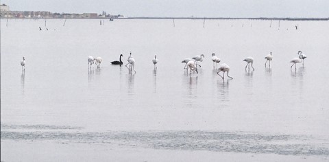 L'intrus (cygne noir)