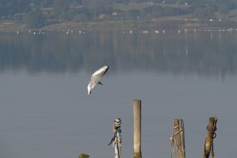 Repos en vu pour la mouette