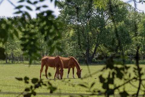 Chevaux aux pré