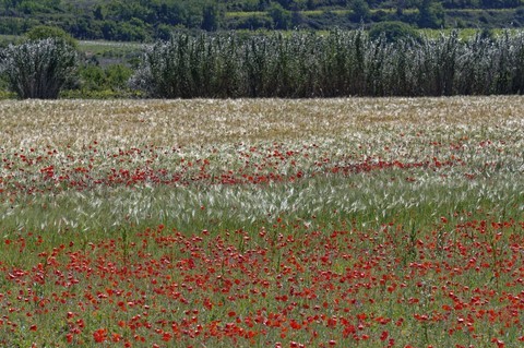 Coquelicots aux vents